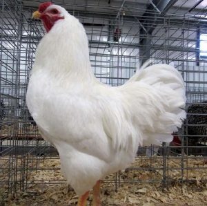 White chantecler male.