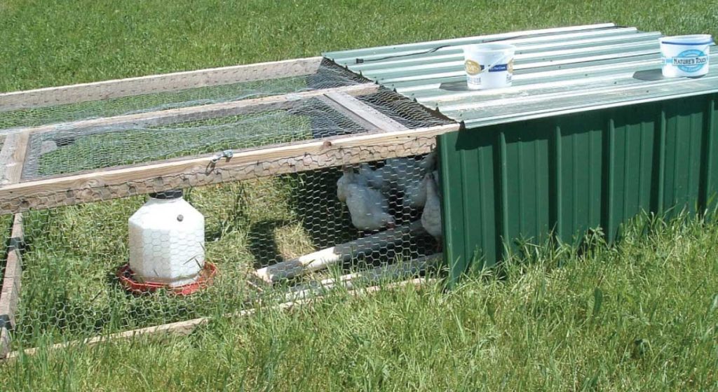 A traditional chicken tractor style enclosure with a group of commercial broilers shown resting in the shade inside the enclosure.