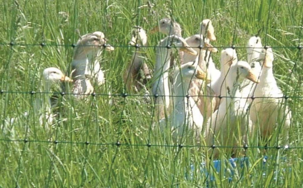 A group of young meat ducks stand behind an electo-netting fencing system.
