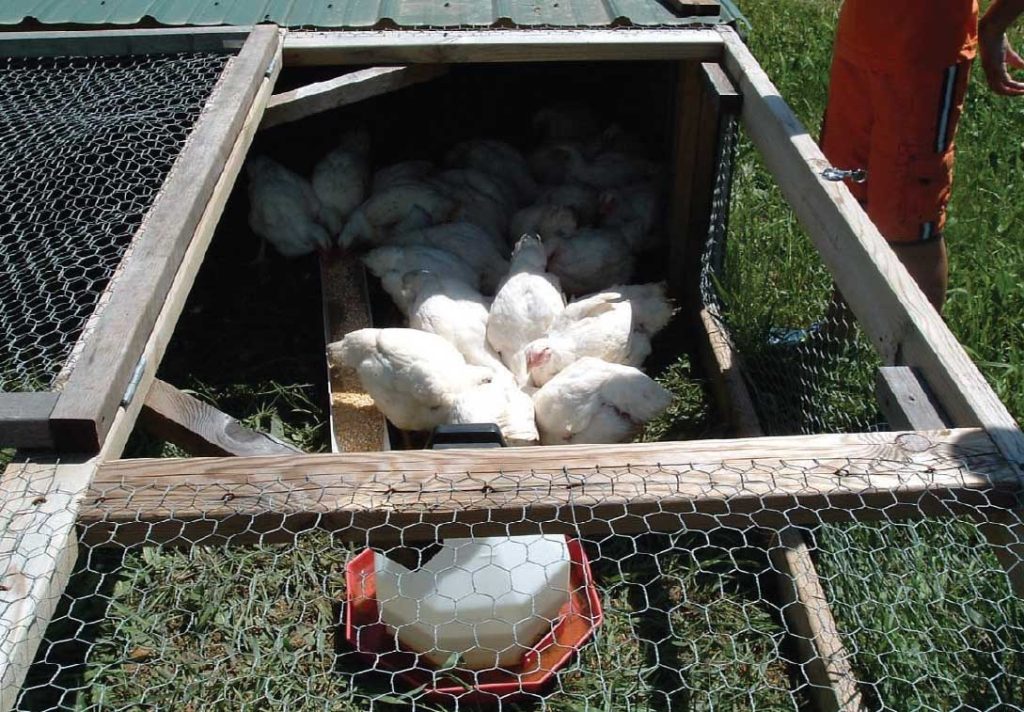 Several commercial Broiler chickens eating from a feeder in a pasture chicken coop.