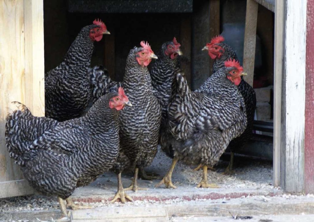 A small grouping of 6 Plymouth Rock chickens stand inside of a chicken coop.