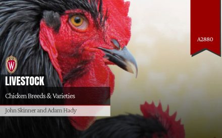 Chicken Breeds & Varieties (A2880)