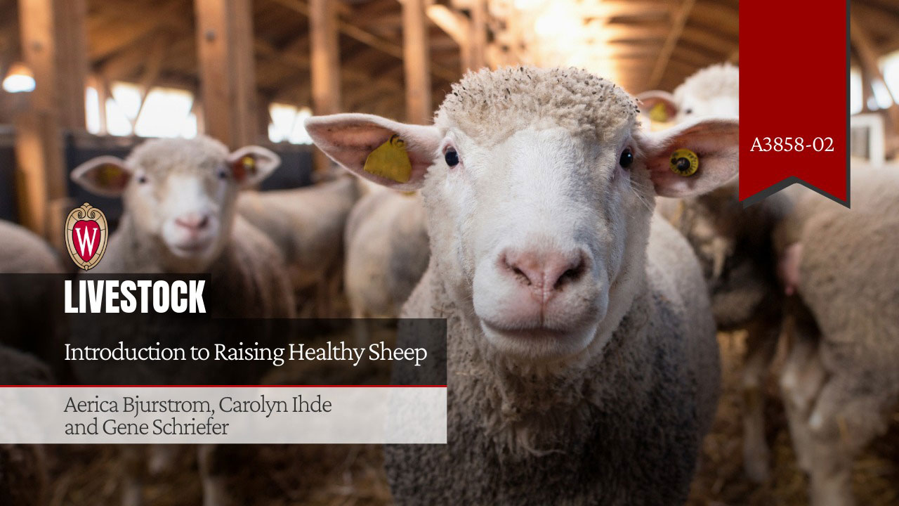 Sheep in a barn; article "Introduction to Raising Healthy Sheep" by Aerica Bjurstrom, Carolyn Ihde, and Gene Schriefer.