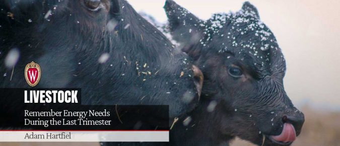 Remember Energy Needs During the Last Trimester