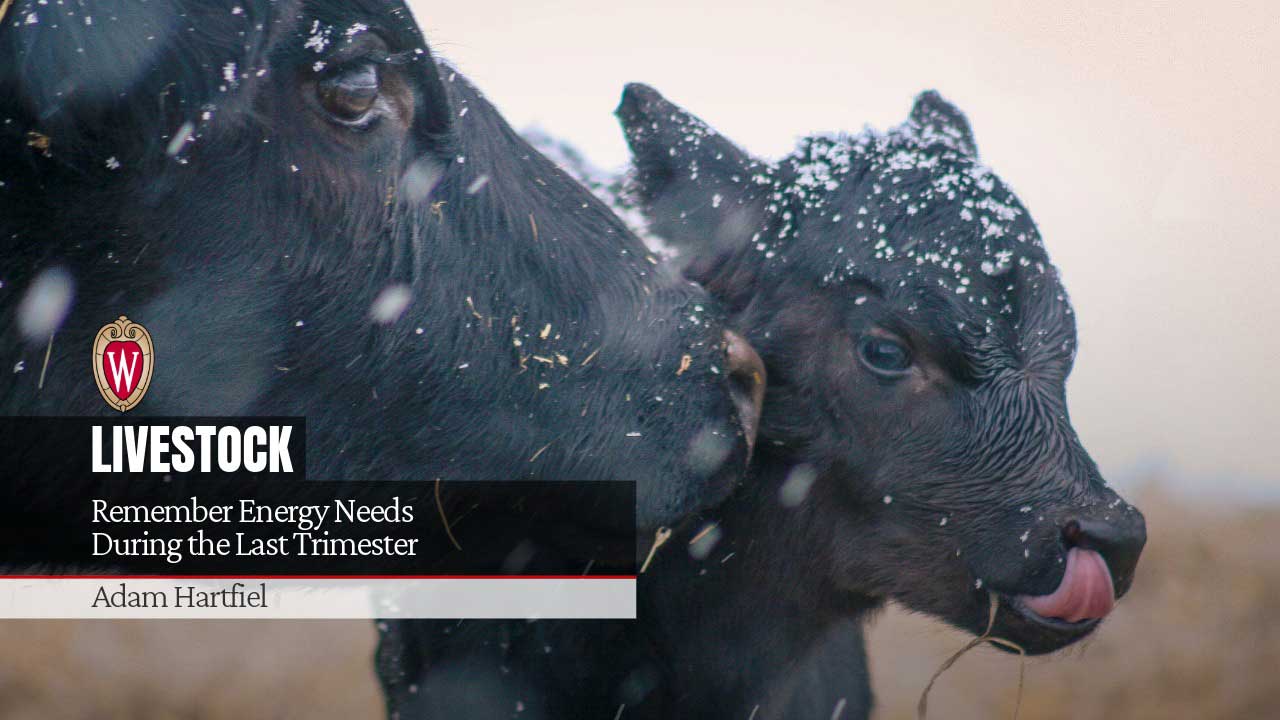 Two black cattle in snowfall with university logo. Text reads "LIVESTOCK Remember Energy Needs During the Last Trimester" by Adam Hartfiel.