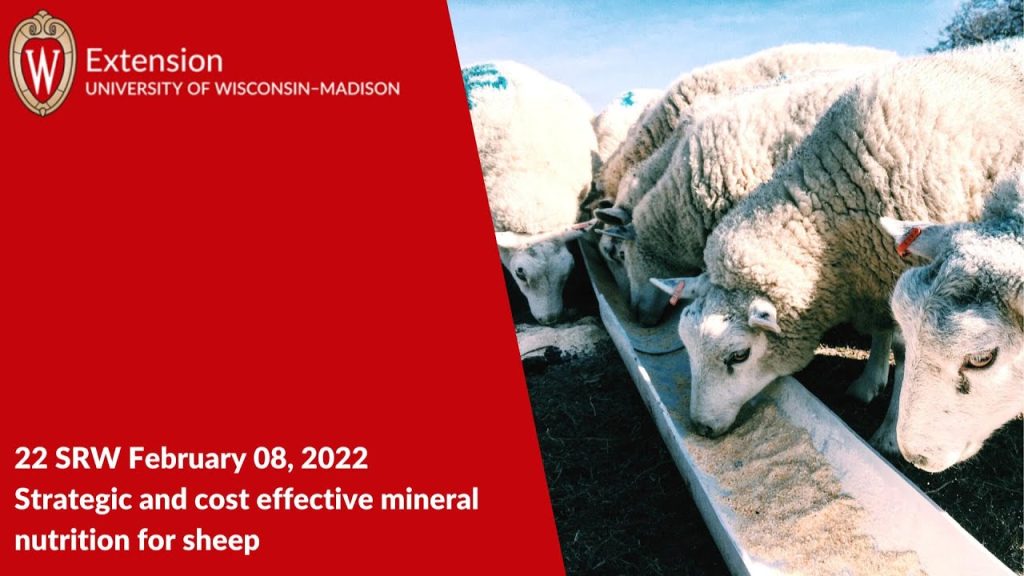 Strategic and Cost Effective Mineral Nutrition for Sheep