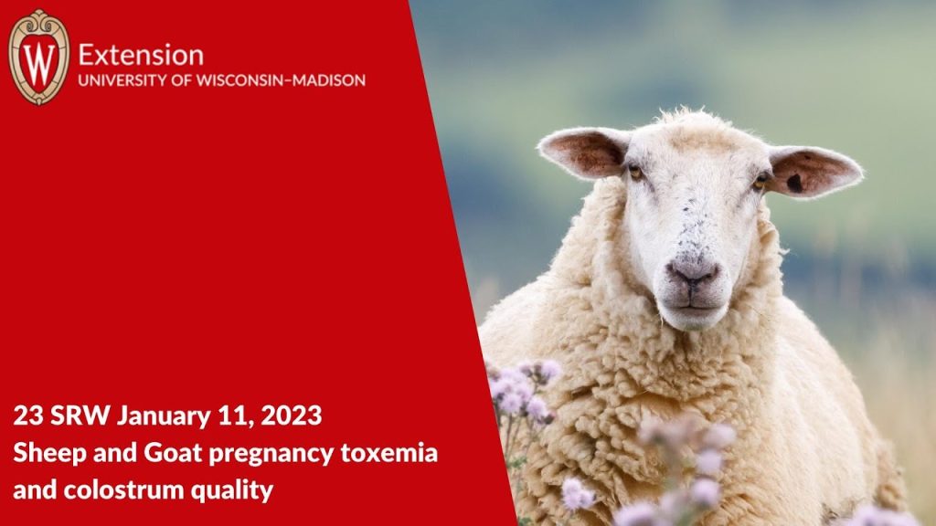 Pregnancy Toxemia and Colostrum Quality