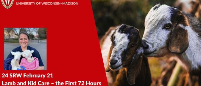 Lamb and Kid Care – the First 72 Hours