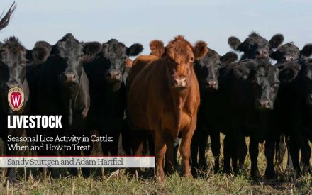 Seasonal Lice Activity in Cattle: When and How to Treat