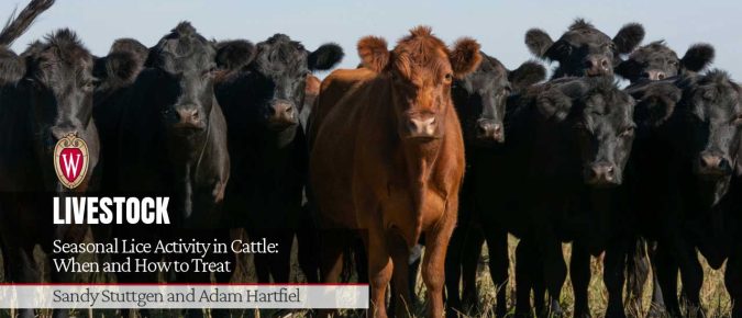 Seasonal Lice Activity in Cattle: When and How to Treat