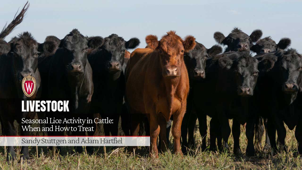 Brown cow stands in front of black cattle herd for "Seasonal Lice Activity in Cattle: When and How to Treat" by Sandy Stuttgen and Adam Hartfiel.
