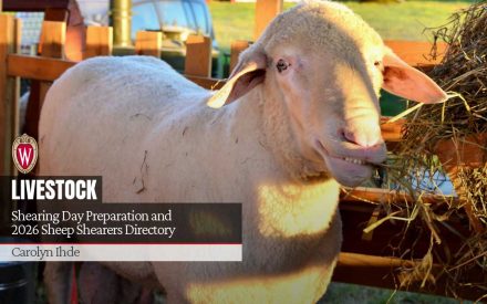 Shearing Day Preparation and 2026 Sheep Shearers Directory