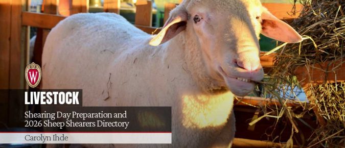 Shearing Day Preparation and 2026 Sheep Shearers Directory