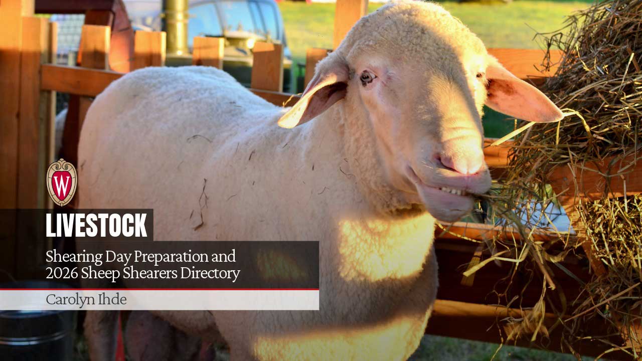 White sheep eating hay in a wooden pen. Livestock article: "Shearing Day Preparation and 2026 Sheep Shearers Directory" by Carolyn Ihde.
