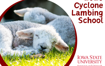Cyclone Lambing School Offers Practical Training for Sheep Producers 