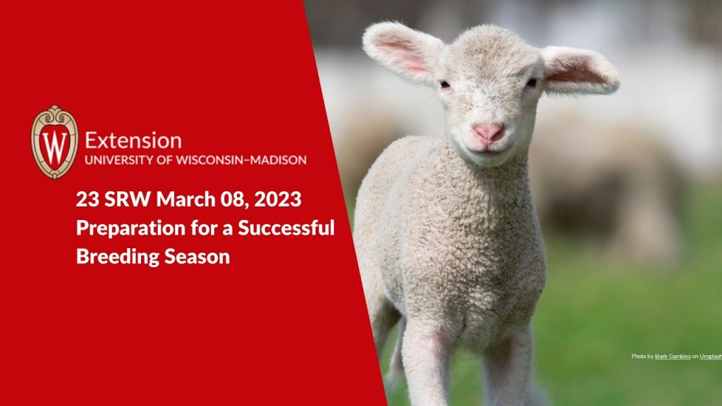 Ewe and Ram Management for A Successful Breeding Season