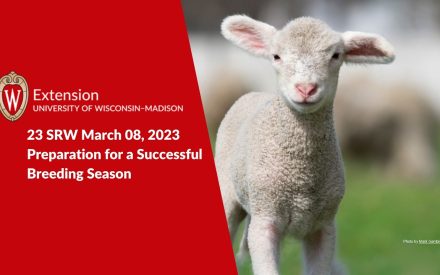 Ewe and Ram Management for A Successful Breeding Season