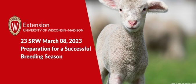 Ewe and Ram Management for A Successful Breeding Season