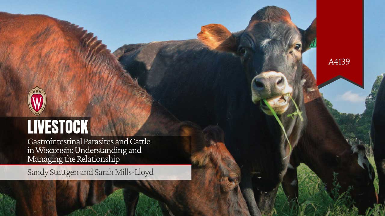 Cattle grazing in a field. UW–Madison publication A4139: "Gastrointestinal Parasites and Cattle in Wisconsin" by Sandy Stuttgen and Sarah Mills-Lloyd.