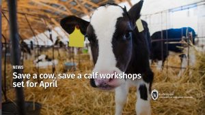 Save a cow, save a calf workshops set for April