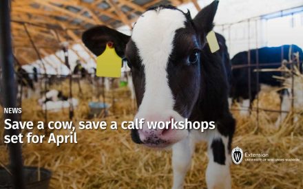 Save a cow, save a calf workshops set for April