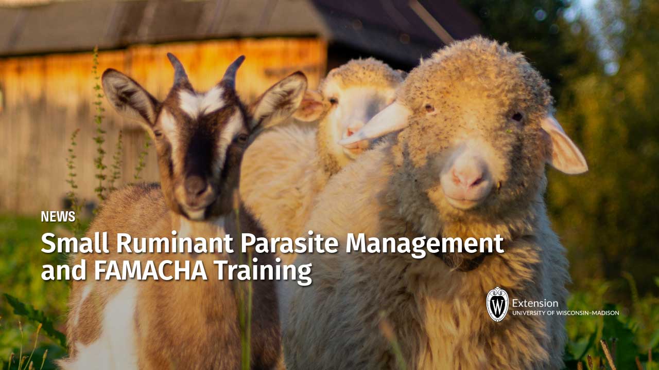 ews article titled "Small Ruminant Parasite Management and FAMACHA Training": a woolly white sheep and a horned brown-and-white goat at a farm, UW–Madison Extension.