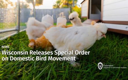 Wisconsin Releases Special Order on Domestic Bird Movement
