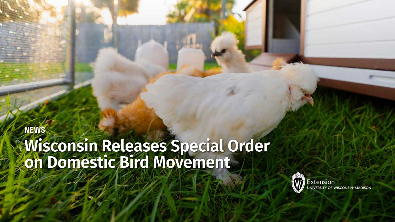 Silkie chickens foraging in a backyard enclosure. News: "Wisconsin Releases Special Order on Domestic Bird Movement." University of Wisconsin-Madison Extension.