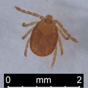 Dorsal view of an unfed tick specimen approximately 2mm long, amber-colored with eight legs, shown against white background
