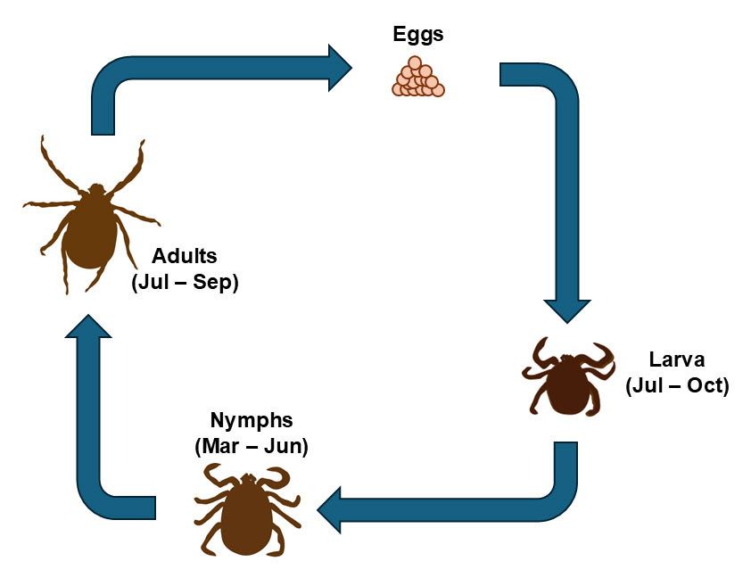 Tick life cycle diagram showing four stages in sequence: Eggs, Larva (Jul–Oct), Nymphs (Mar–Jun), and Adults (Jul–Sep).