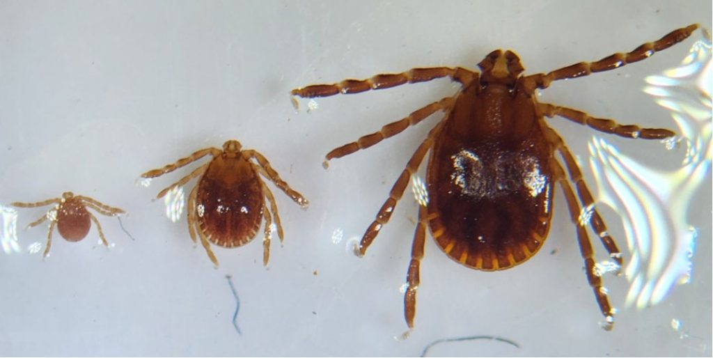 Three tick specimens shown smallest to largest left to right, representing larva, nymph, and adult life stages against a white background.