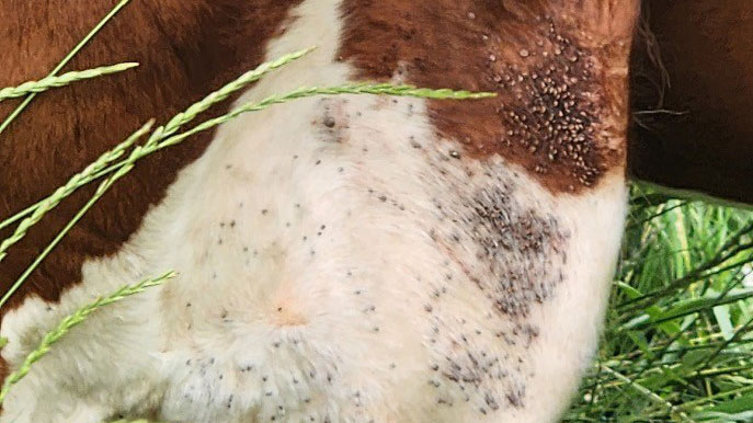 Close-up of a cow's leg showing a heavy tick infestation, with clusters of ticks visible on brown and white fur near the hoof.