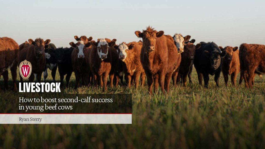 How to boost second-calf success in young beef cows