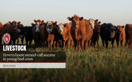 How to boost second-calf success in young beef cows