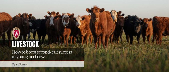 How to boost second-calf success in young beef cows