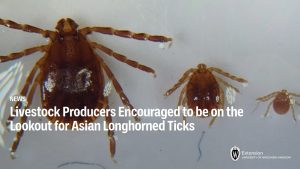 Livestock Producers Encouraged to be on the Lookout for Asian Longhorned Ticks