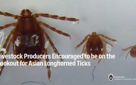 Livestock Producers Encouraged to be on the Lookout for Asian Longhorned Ticks
