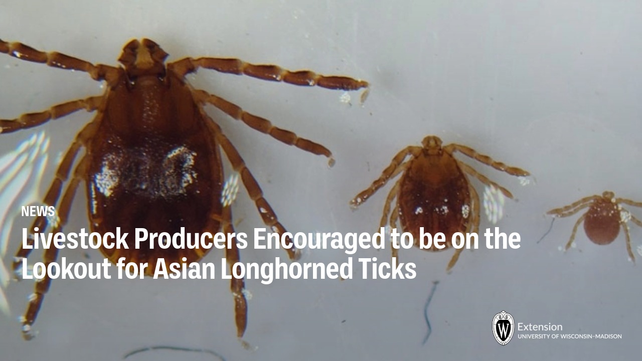 Three Asian Longhorned Tick specimens from adult to larva for UW-Madison Extension news: "Livestock Producers Encouraged to be on the Lookout for Asian Longhorned Ticks."