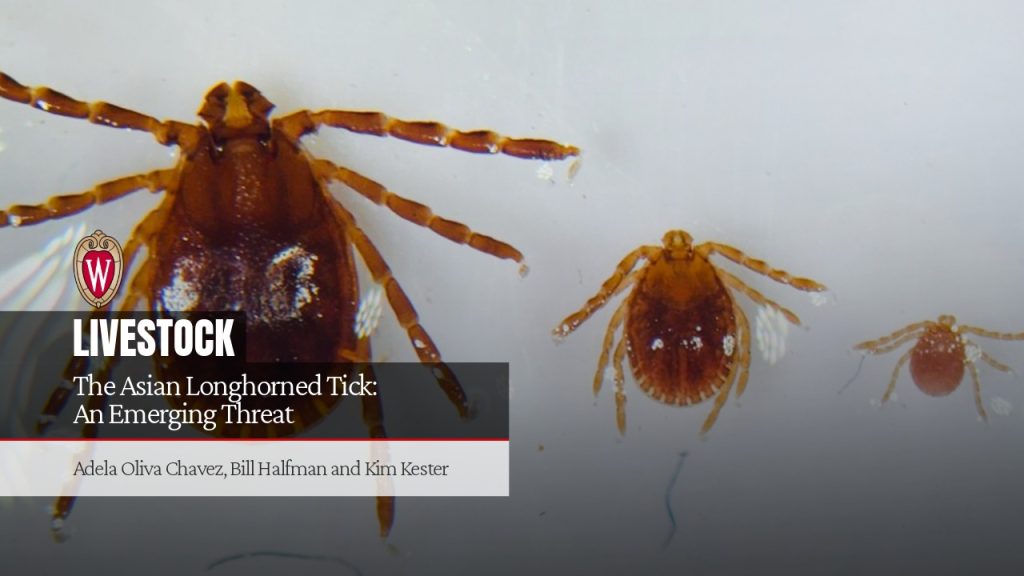 Three Asian Longhorned Tick specimens in decreasing size, adult to larva, for "The Asian Longhorned Tick: An Emerging Threat" by Adela Oliva Chavez, Bill Halfman, and Kim Kester.