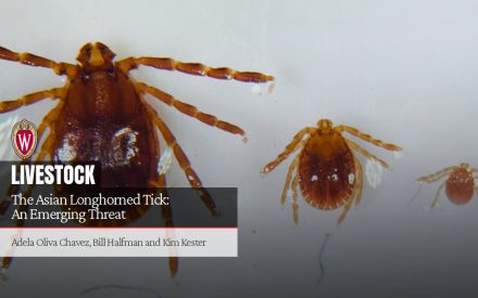 The Asian Longhorned Tick: An Emerging Threat