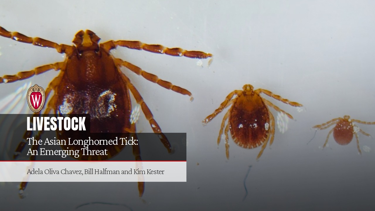 Three Asian Longhorned Tick specimens in decreasing size, adult to larva, for "The Asian Longhorned Tick: An Emerging Threat" by Adela Oliva Chavez, Bill Halfman, and Kim Kester.