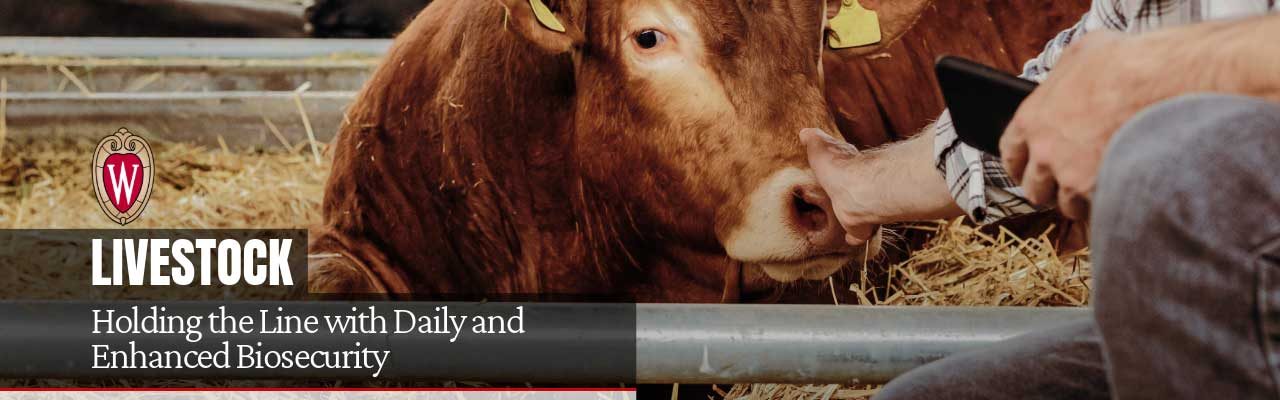 Cow in a barn stall with yellow ear tags, scanned by a farmer. "Holding the Line with Daily and Enhanced Biosecurity" by Sandy Stuttgen.