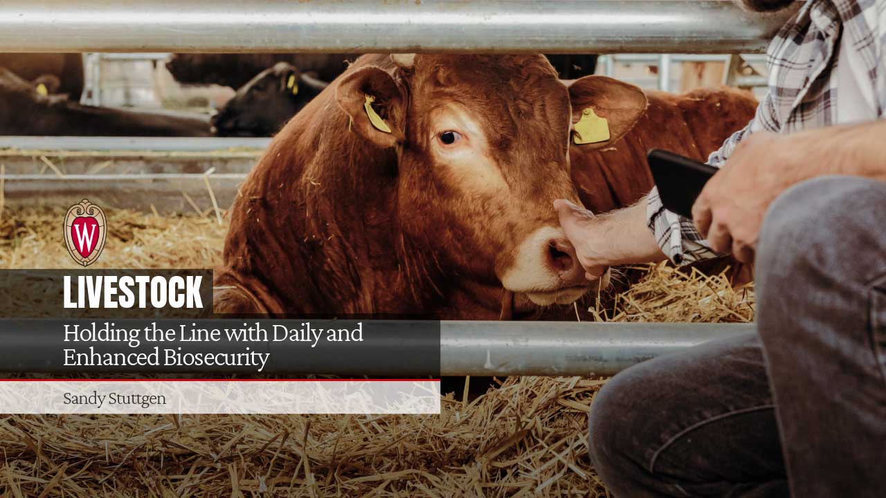 Cow in a barn stall with yellow ear tags, scanned by a farmer. "Holding the Line with Daily and Enhanced Biosecurity" by Sandy Stuttgen.