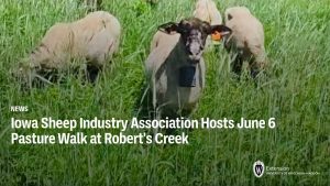 Iowa Sheep Industry Association Hosts June 6 Pasture Walk at Robert’s Creek