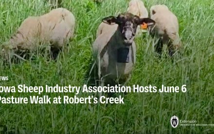 Iowa Sheep Industry Association Hosts June 6 Pasture Walk at Robert’s Creek