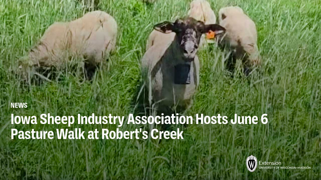 Sheep grazing in tall green grass; news article: "Iowa Sheep Industry Association Hosts June 6 Pasture Walk at Robert's Creek."