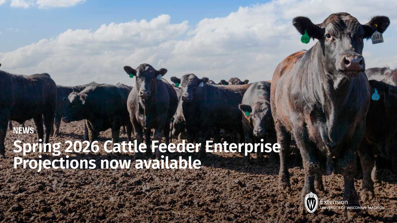 Cattle with ear tags in feedlot under cloudy sky. Text: NEWS Spring 2026 Cattle Feeder Enterprise Projections now available.