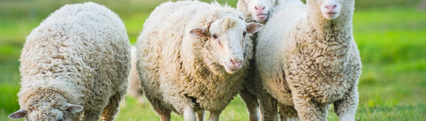 Four sheep in a pasture.