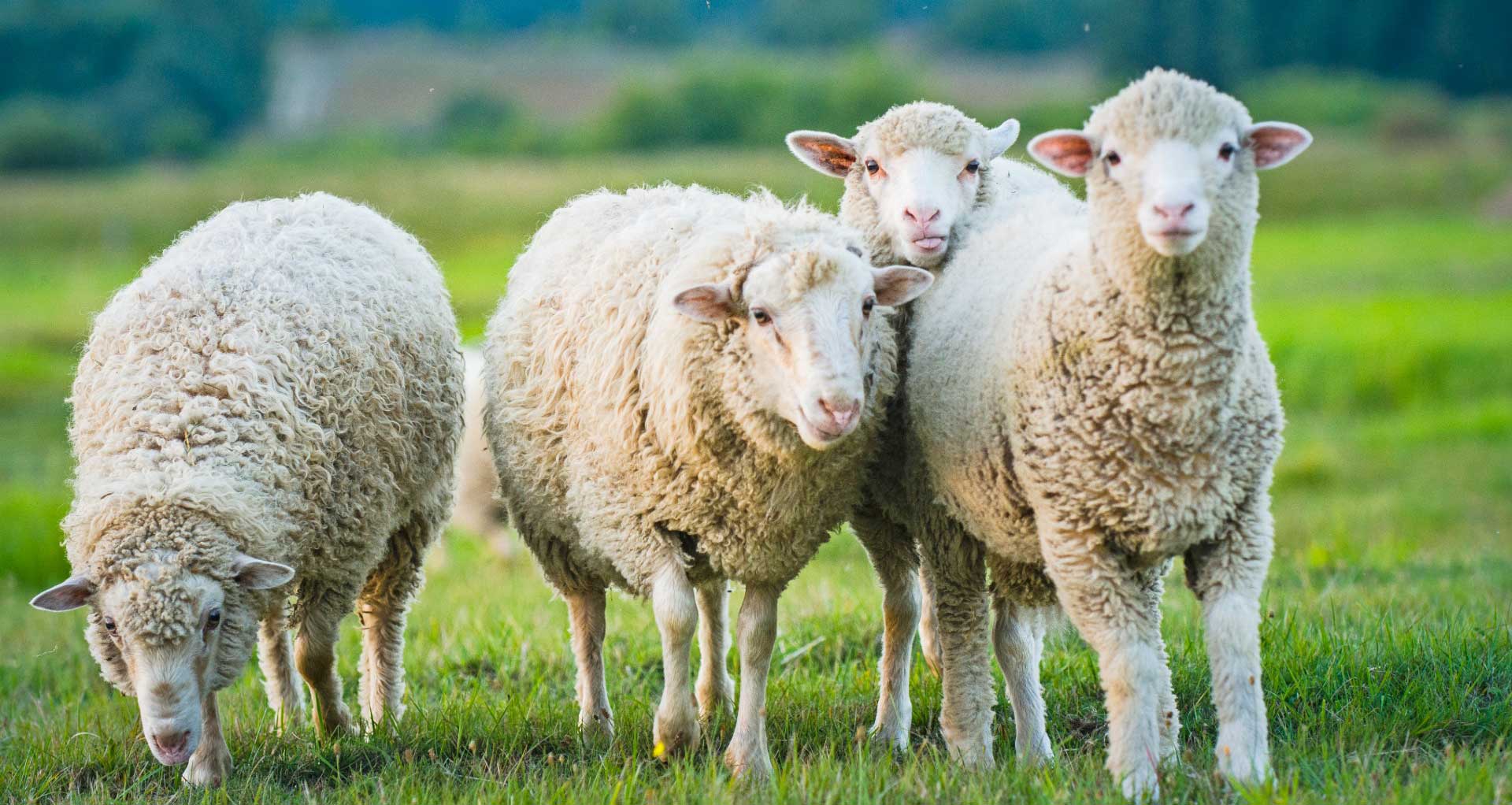 Four sheep in a pasture.