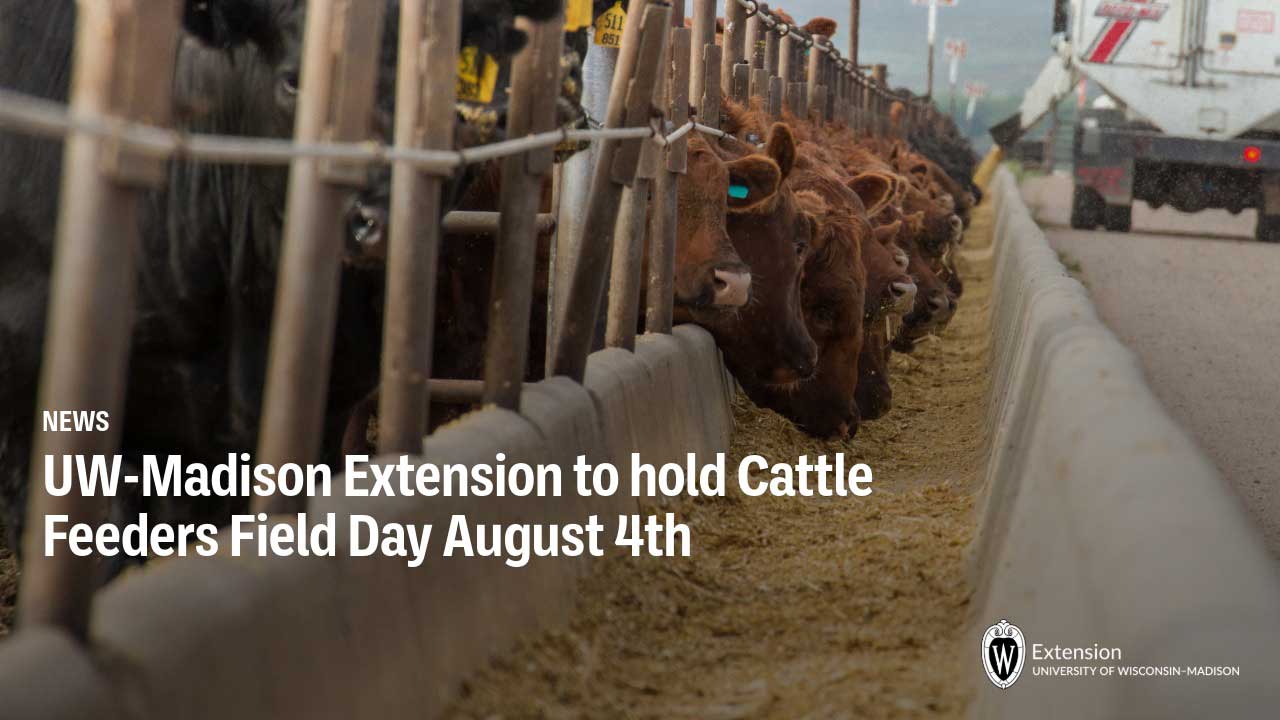 News article header: "UW-Madison Extension to hold Cattle Feeders Field Day August 4th"; beef cattle feeding at a feedlot bunk.